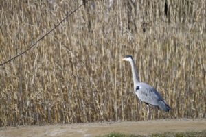 ［6］水元公園の野鳥