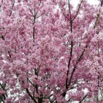［６］ボンボンのような花を付ける桜、陽光