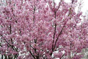 ［６］ボンボンのような花を付ける桜、陽光
