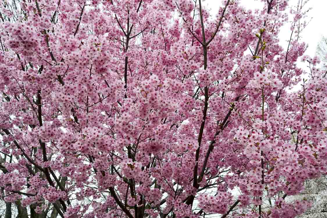 ［６］ボンボンのような花を付ける桜、陽光