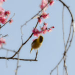 [6]梅の花は長く楽しめますね!!