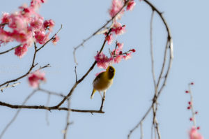 [6]梅の花は長く楽しめますね!!
