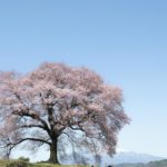 [6]樹齢300年のエドヒガンザクラ