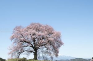 [6]樹齢300年のエドヒガンザクラ