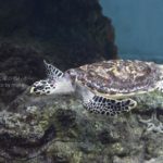 [6]助けた亀に連れられて!