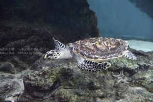 [6]助けた亀に連れられて!