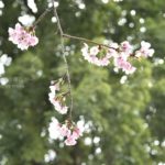［６］桜の花を美しく、かっこ良く撮影する