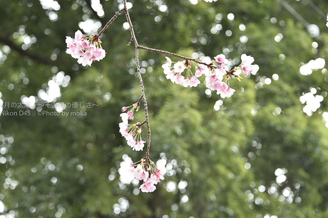 ［６］桜の花を美しく、かっこ良く撮影する