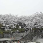 ［６］４月１日の新生活は、お花見からスタート！