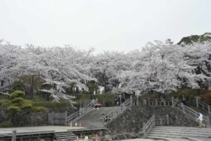 ［６］４月１日の新生活は、お花見からスタート！