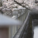 [6]満開の桜を下調べ