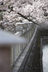 [6]満開の桜を下調べ