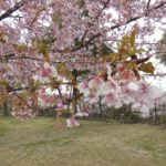 [6]都内で見つけた満開の河津桜