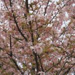 [6]河津桜で隠れんぼ