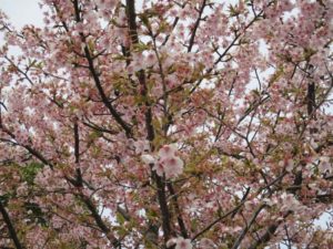 [6]河津桜で隠れんぼ