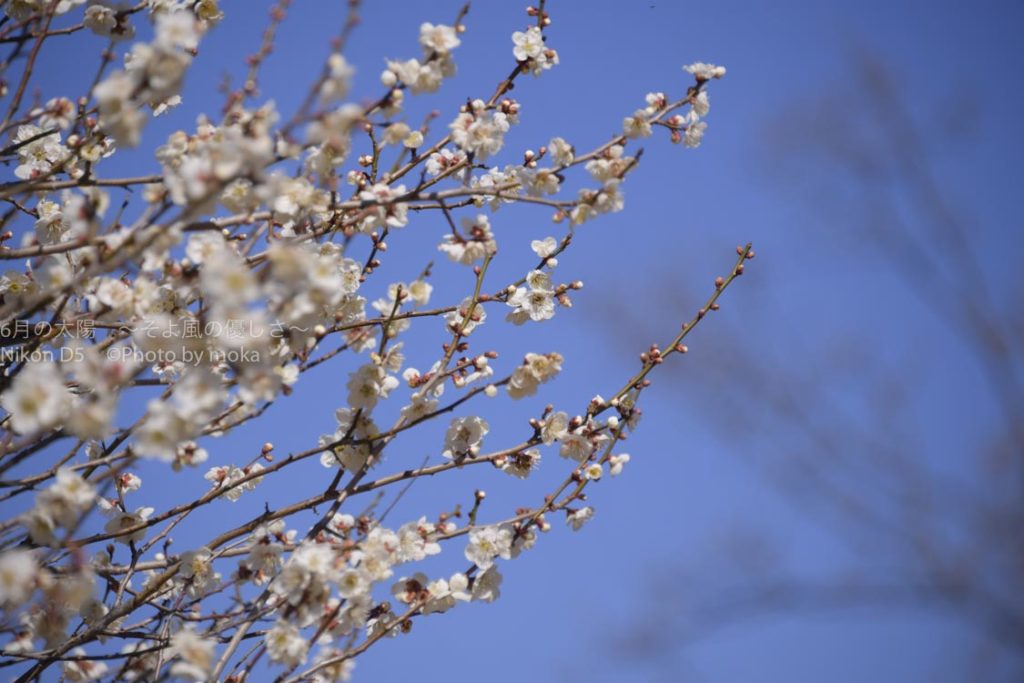 ［６］青空の下で美しく咲く、秩父の梅の花