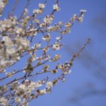 ［６］青空の下で美しく咲く、秩父の梅の花