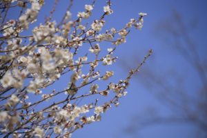 ［６］青空の下で美しく咲く、秩父の梅の花