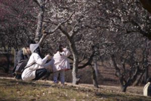 ［６］秩父ミューズパークの梅林で、家族三人仲睦まじく！