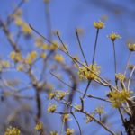 ［６］梅の香と一緒にサンシュユの黄色い花がお出迎え！