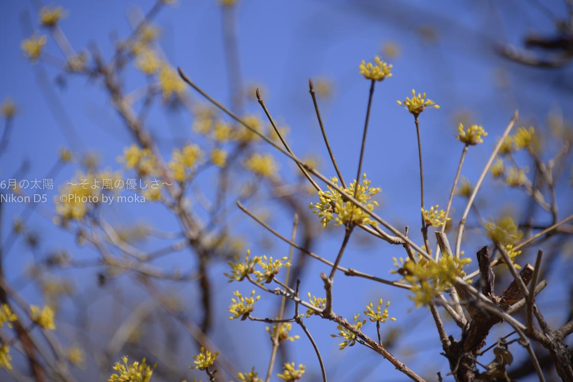 ［６］梅の香と一緒にサンシュユの黄色い花がお出迎え！