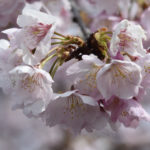 ［６］沖田桜とも呼ばれる安行桜を撮る！