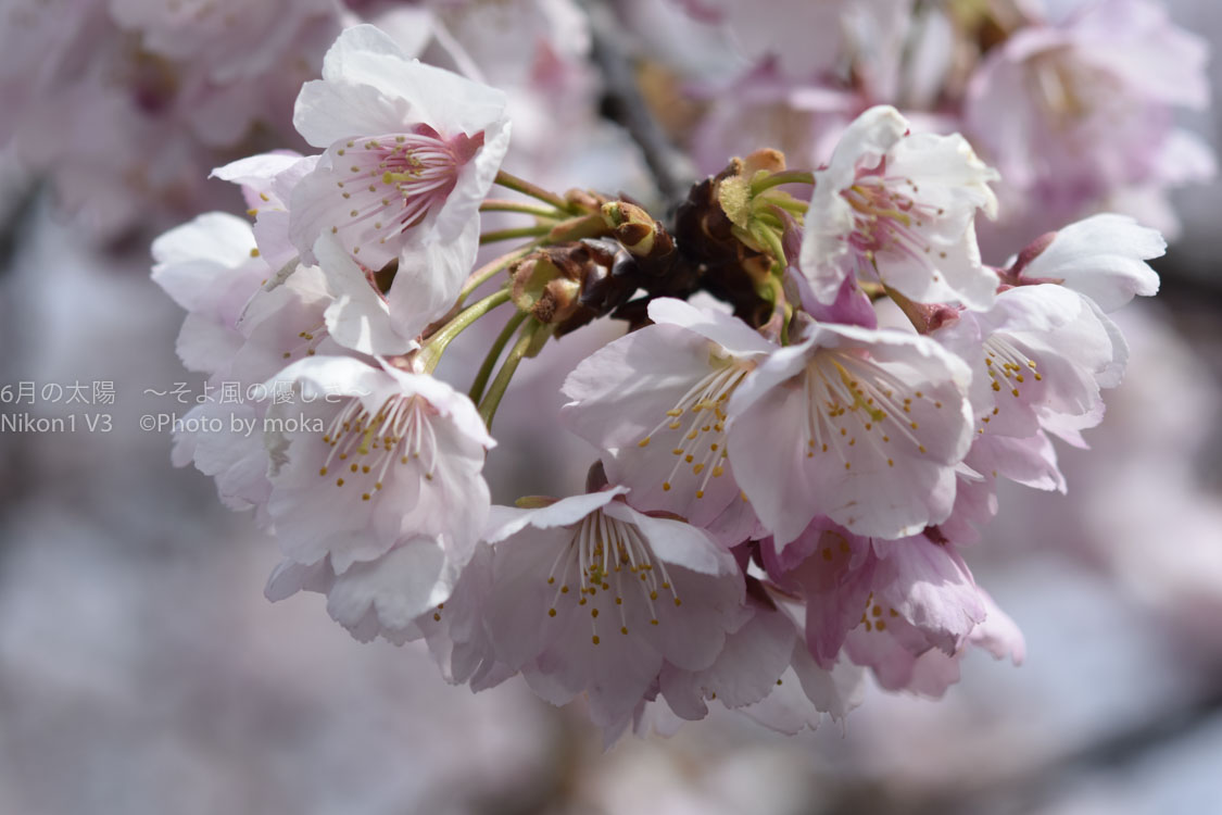［６］沖田桜とも呼ばれる安行桜を撮る！