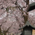 [6]埼玉県安行に咲く安行桜