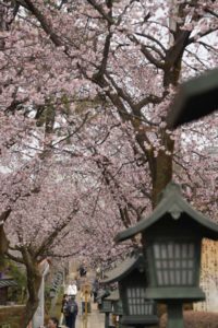 [6]埼玉県安行に咲く安行桜