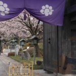 ［６］密蔵院で安行桜を満喫
