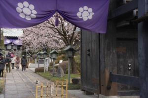 ［６］密蔵院で安行桜を満喫