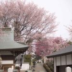 ［６］密蔵院の本堂を囲むように咲き誇る安行桜