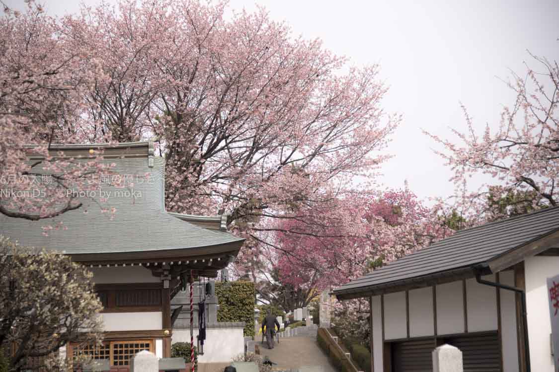 ［６］密蔵院の本堂を囲むように咲き誇る安行桜