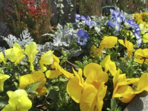 ［６］春の日差しが作る鮮やかな彩り