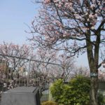 ［６］綺麗なアンズの並木道を散歩！