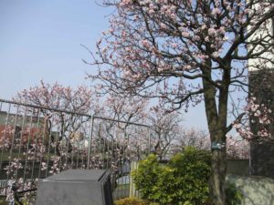 ［６］綺麗なアンズの並木道を散歩！