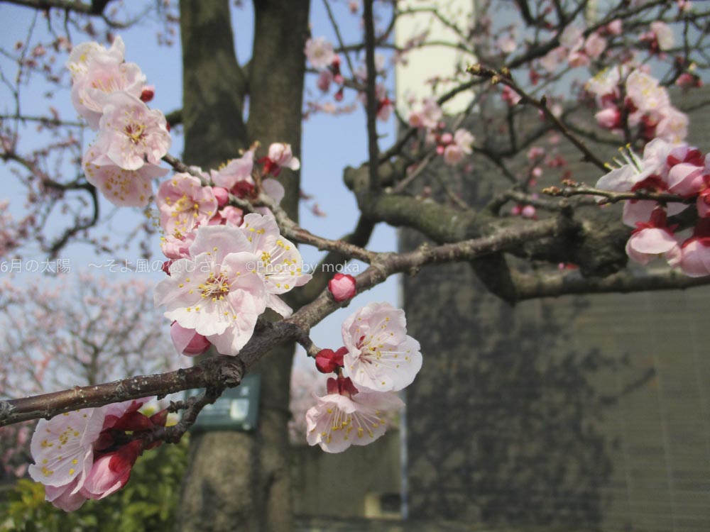 ［６］桜に負けないあんずの花の美しさ！