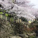 ［６］東京の王子駅から徒歩２分で桜を満喫する！