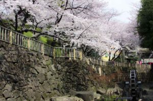 ［６］東京の王子駅から徒歩２分で桜を満喫する！