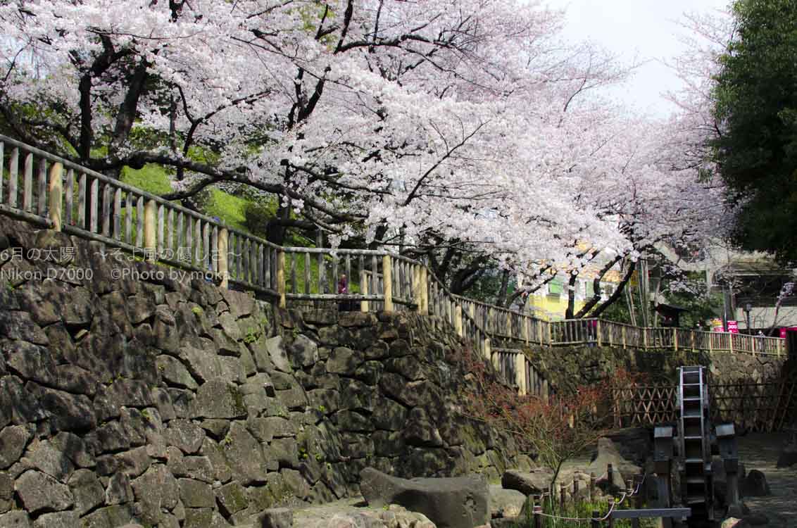 ［６］東京の王子駅から徒歩２分で桜を満喫する！