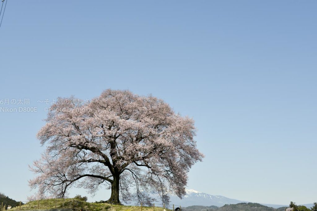 ［６］Week 44 :  A Tree