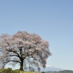 ［６］Week 44 :  A Tree