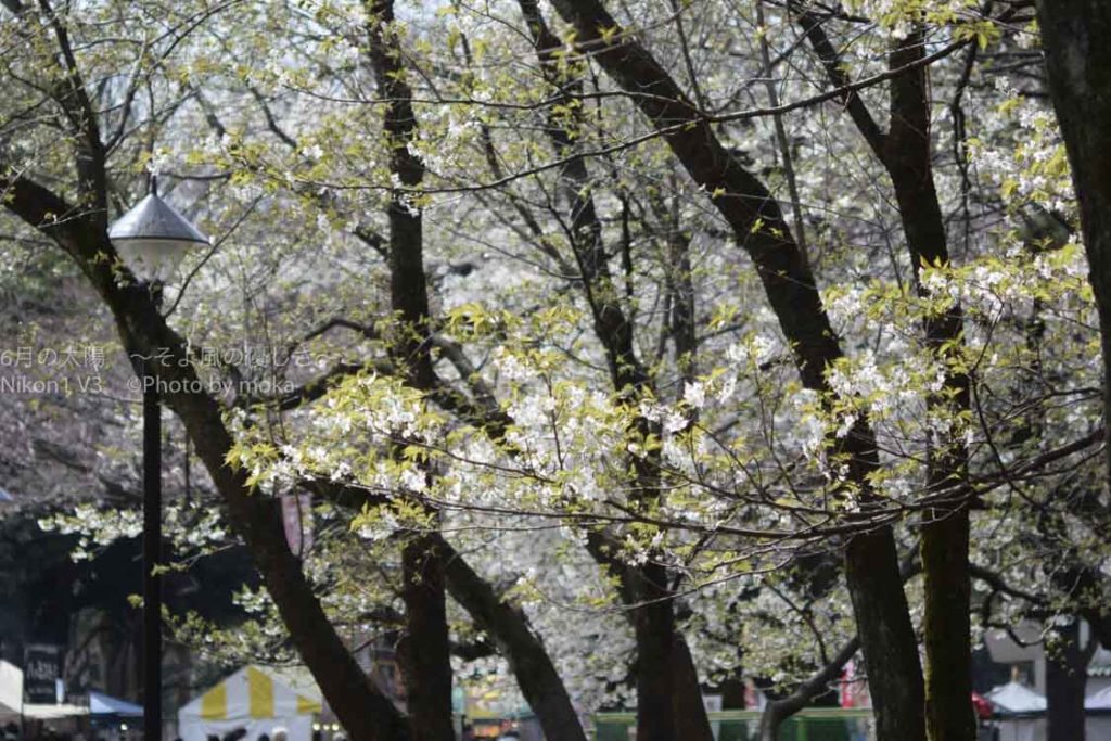 ［６］満開に向けて開花進行中！