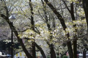 ［６］満開に向けて開花進行中！