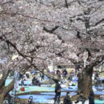［６］いよいよ花見のシーズン、桜のシーズンが到来！！