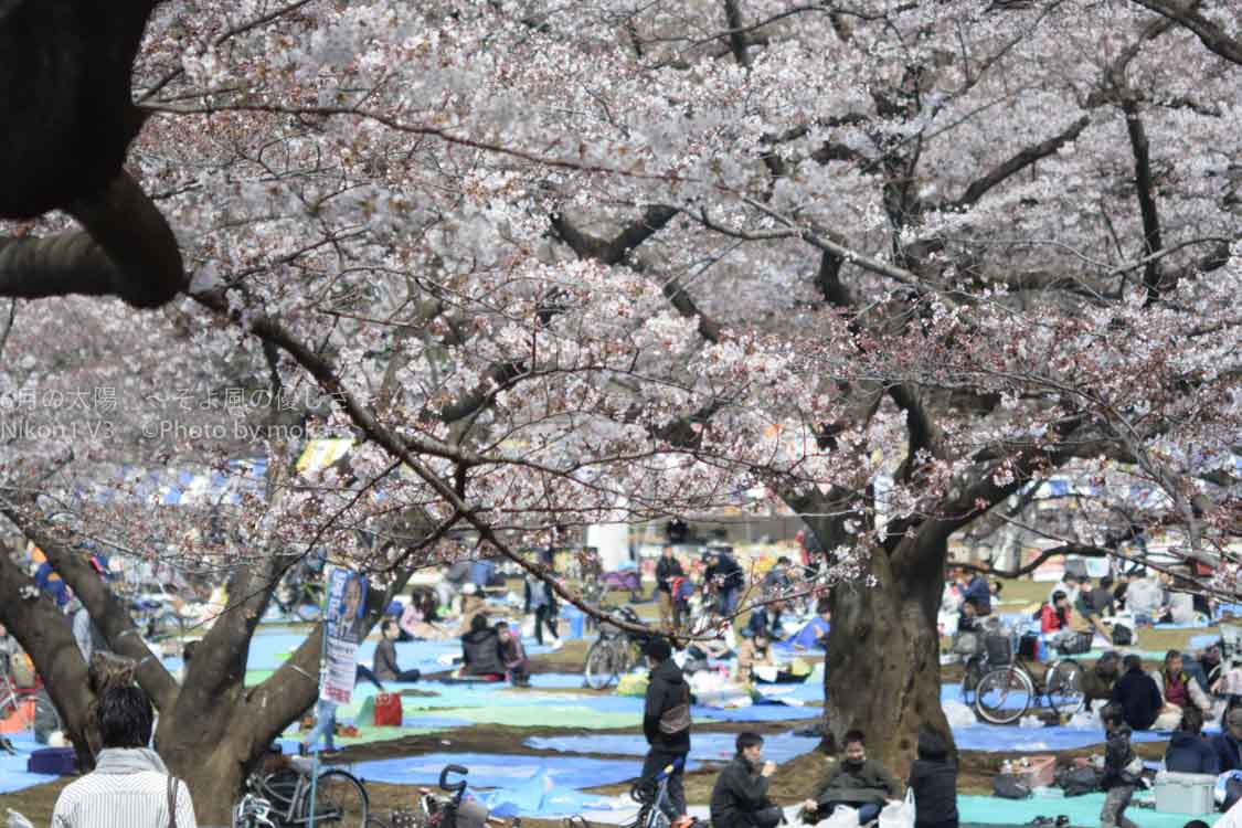 ［６］いよいよ花見のシーズン、桜のシーズンが到来！！