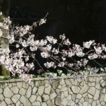 ［６］桜の花を印象的に撮りたい！