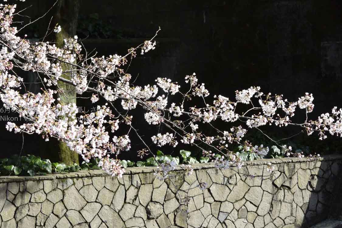 ［６］桜の花を印象的に撮りたい！