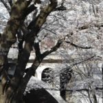 ［６］駅から徒歩２分、音無親水公園の桜を満喫！！