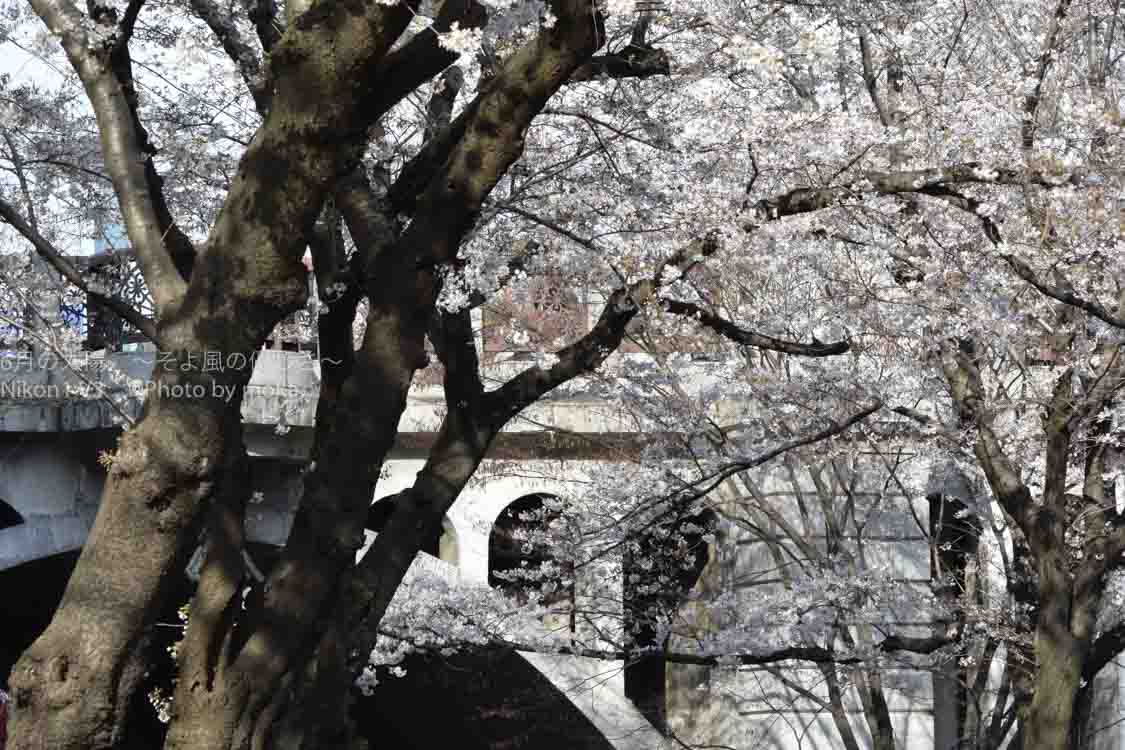 ［６］駅から徒歩２分、音無親水公園の桜を満喫！！